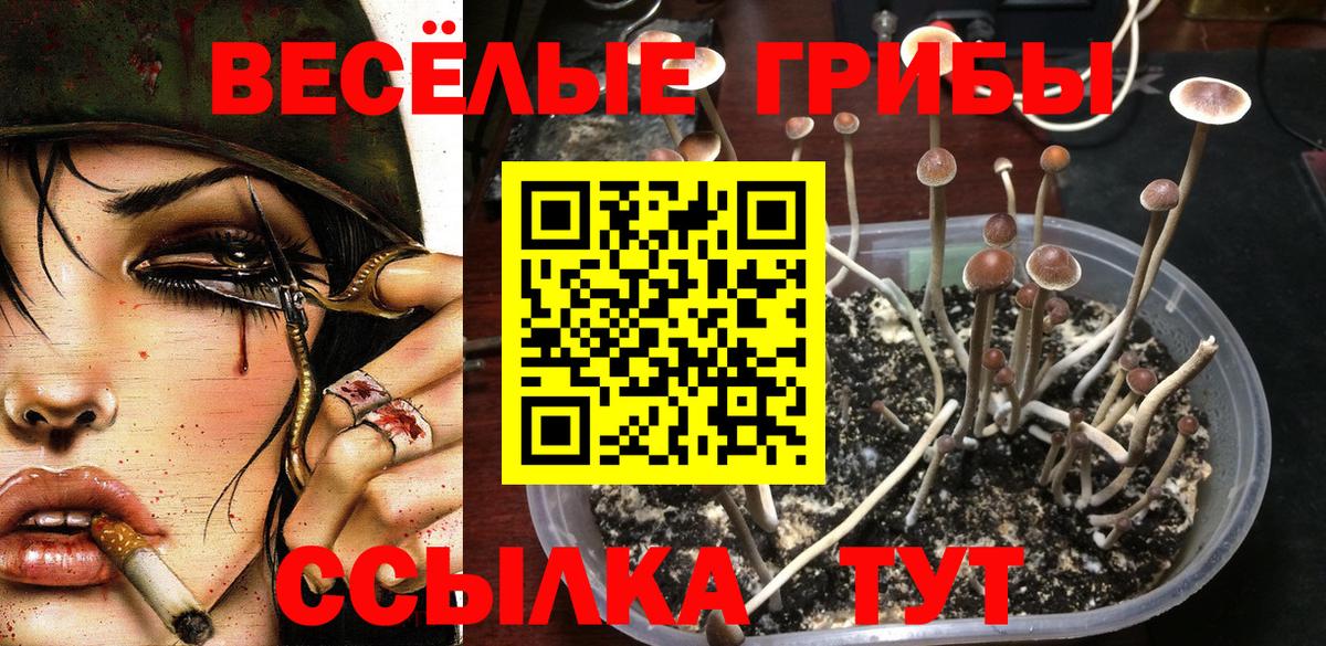 Галлюциногенные грибы Cubensis Братск